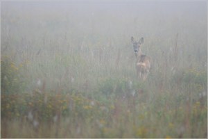 Septembermorgen