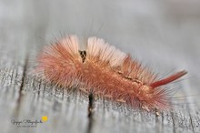 Buchen-Streckfuß (Calliteara pudibunda)