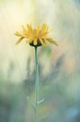 Wildblumenfeld