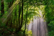 Der Lichtfall im Auwald