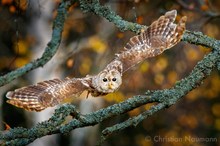 Fliegender Waldkauz (Strix aluco) II