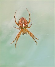 *Araneus diadematus*