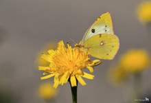 Erinnerungen an den vergangenen Sommer