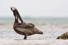 Brown Pelican