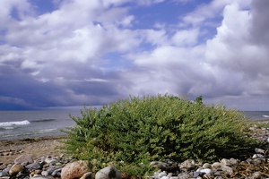 Echter Meerkohl (Crambe maritima L.) am Ostseestrand