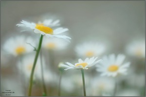 Margerite (Chrysanthemum leucanthemum)