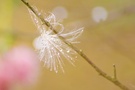 fussel