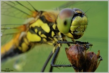 Schwarze Heidelibelle (Sympetrum danae)