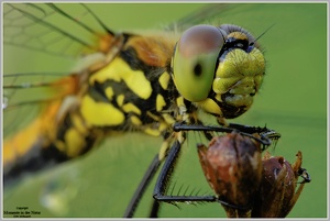 Schwarze Heidelibelle (Sympetrum danae)