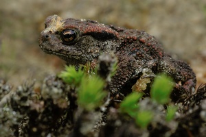 Junge Erdkröte (Bufo bufo)