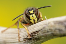 Dolichovespula media