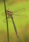Weder Krass, noch Gegenlicht...