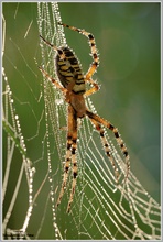 Wespenspinne (Argiope bruennichi)