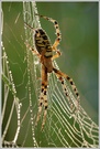 Wespenspinne (Argiope bruennichi)