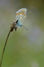polyommatus thersites