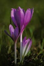 Herbstzeitlose (Colchicum autumnale)