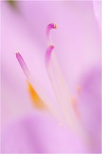 Colchicum autumnale