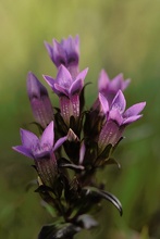 Deutscher Fransenenzian (Gentianella germanica)