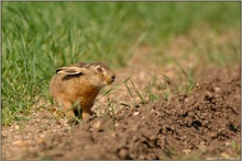 am Feldrand... Junghase *Lepus europaeus*