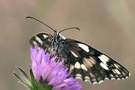 Schachbrettfalter
