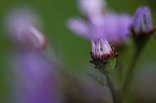 Bergaster (Aster amellus)