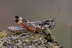 Kiesbank-Grashüpfer (Chorthippus pullus)