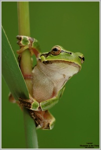 Laubfrosch (Hyla arborea)