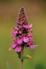 Sumpf-Ziest (Stachys palustris)