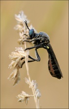 Schwarze Habichtsfliege( Dioctria atricapilla)