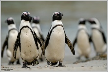 Brillenpinguin (Spheniscus demersus)