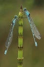 Becherazurjungfern