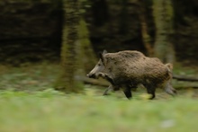 Keiler auf der Flucht