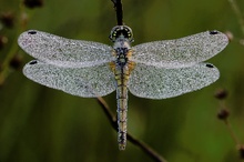 Pearly dewdrops