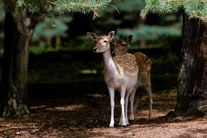 Damwild im schönsten Licht