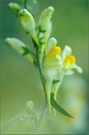 Frauenflaschs(Linaria vulgaris)