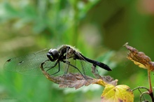 ...Sympetrum danae...