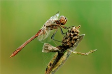 Gemeine Heidelibelle (Sympetrum vulgatum)