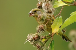 Grünling (Carduelis chloris)