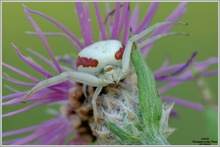 Veränderliche Krabbenspinne (Misumena vatia)