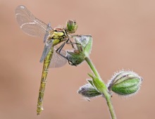 Sympetrum striolatum