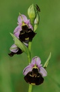 Hummel - Ragwurz (Ophrys holosericea)