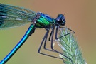 Ganz NAH