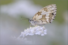 Damenbrett(Melanargia galathea)