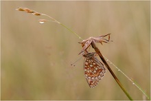 Schmetterling