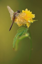 Heidelibelle