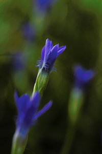 Gewöhnlicher Fransenenzian (Gentianella ciliata)