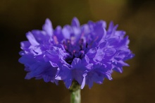 Centaurea cyanus