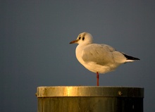 Lachmöwe SK am Abend