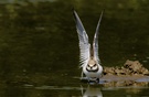 Junger Flussregenpfeifer