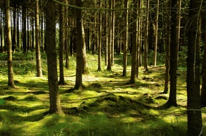 Fichtenwald im Sonnenschein